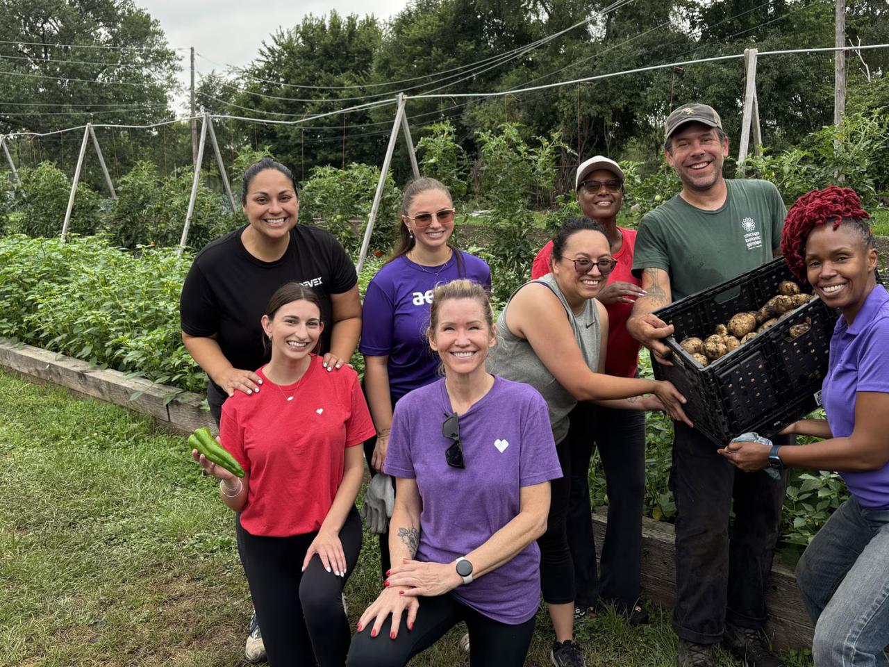 CVS Health volunteers shown with a harvest of potatoes.