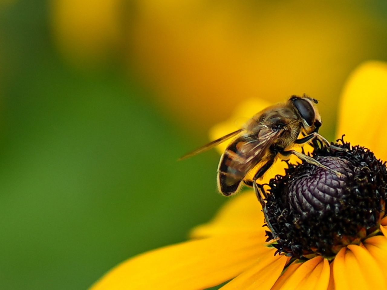 A pollinator on a flower in a pollinator meadow