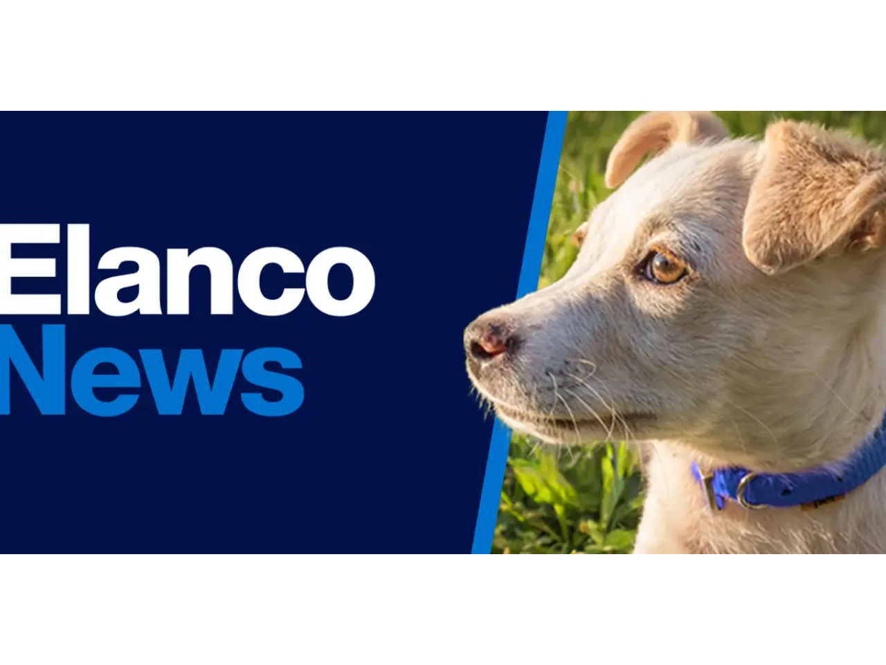 "Elanco News" with puppy