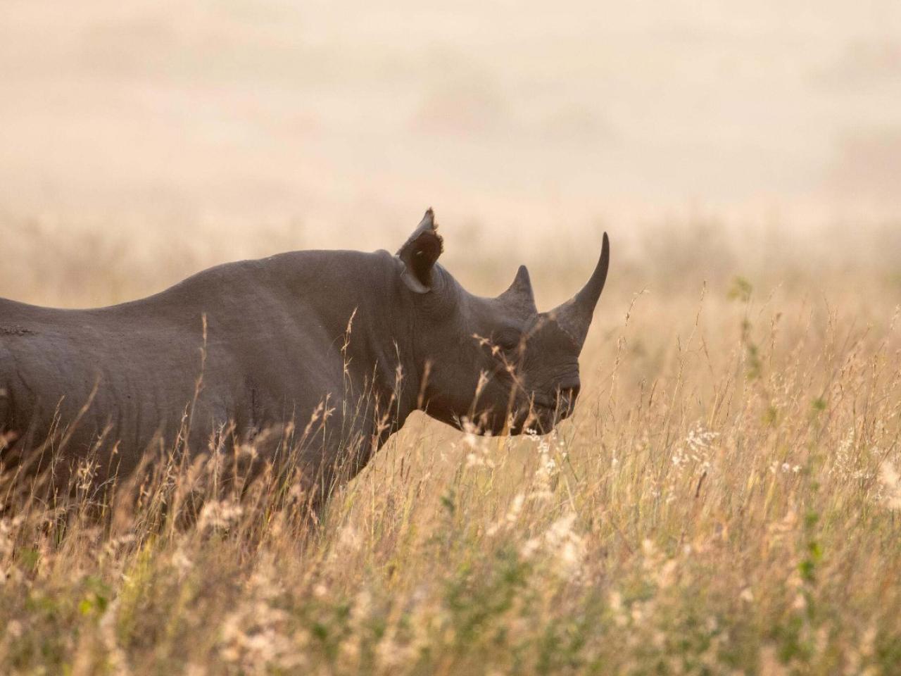 A black rhino at sunrise in Nairobi National Park, Kenya.  Enduring Earth is working in Kenya to protect and restore critical landscapes while promoting biodiversity conservation and sustainable land management practices for both people and wildlife.