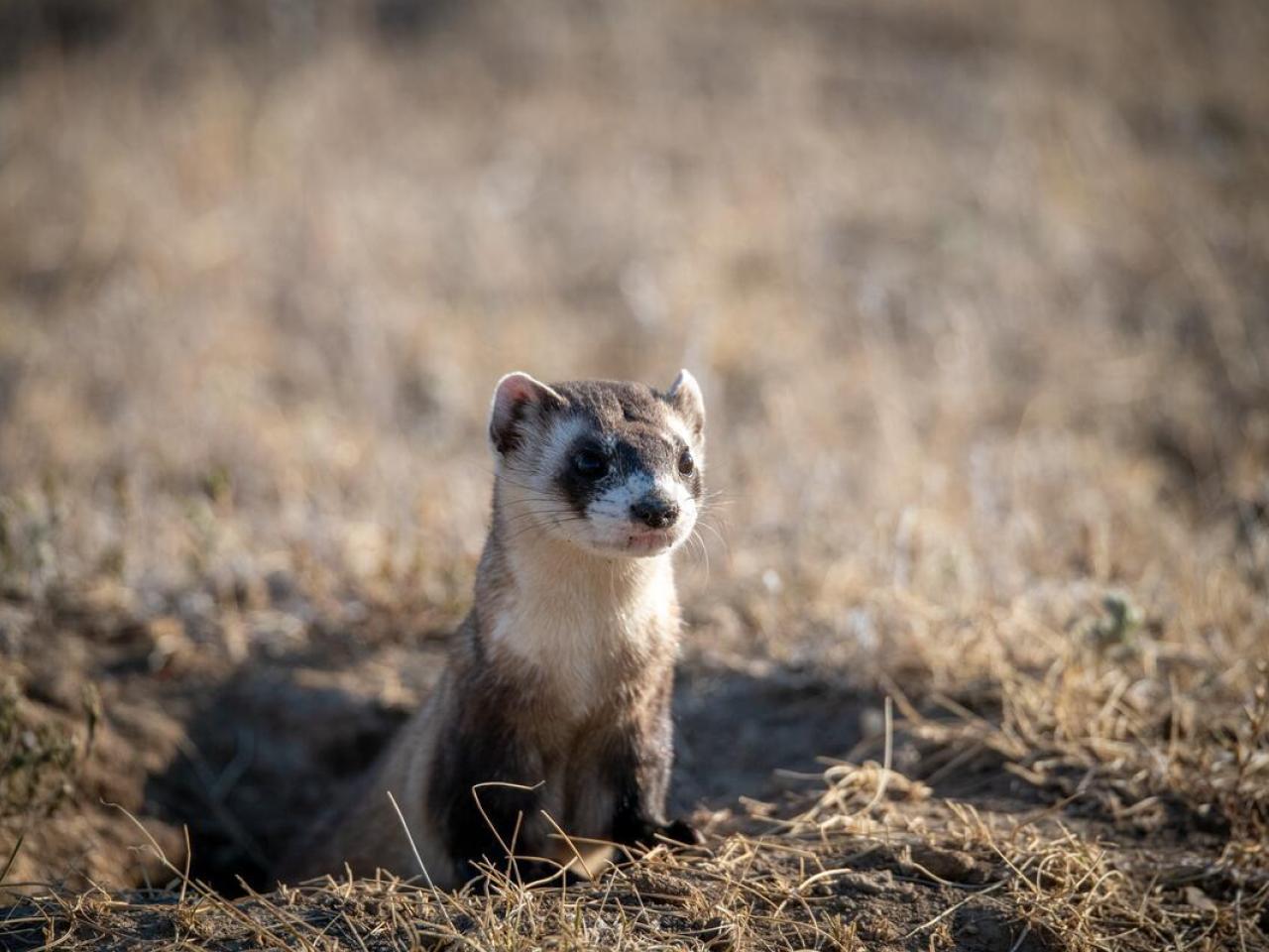 A black-footed ferret peeps out of a hole in the dirt. © WWF-US/Clay Bolt