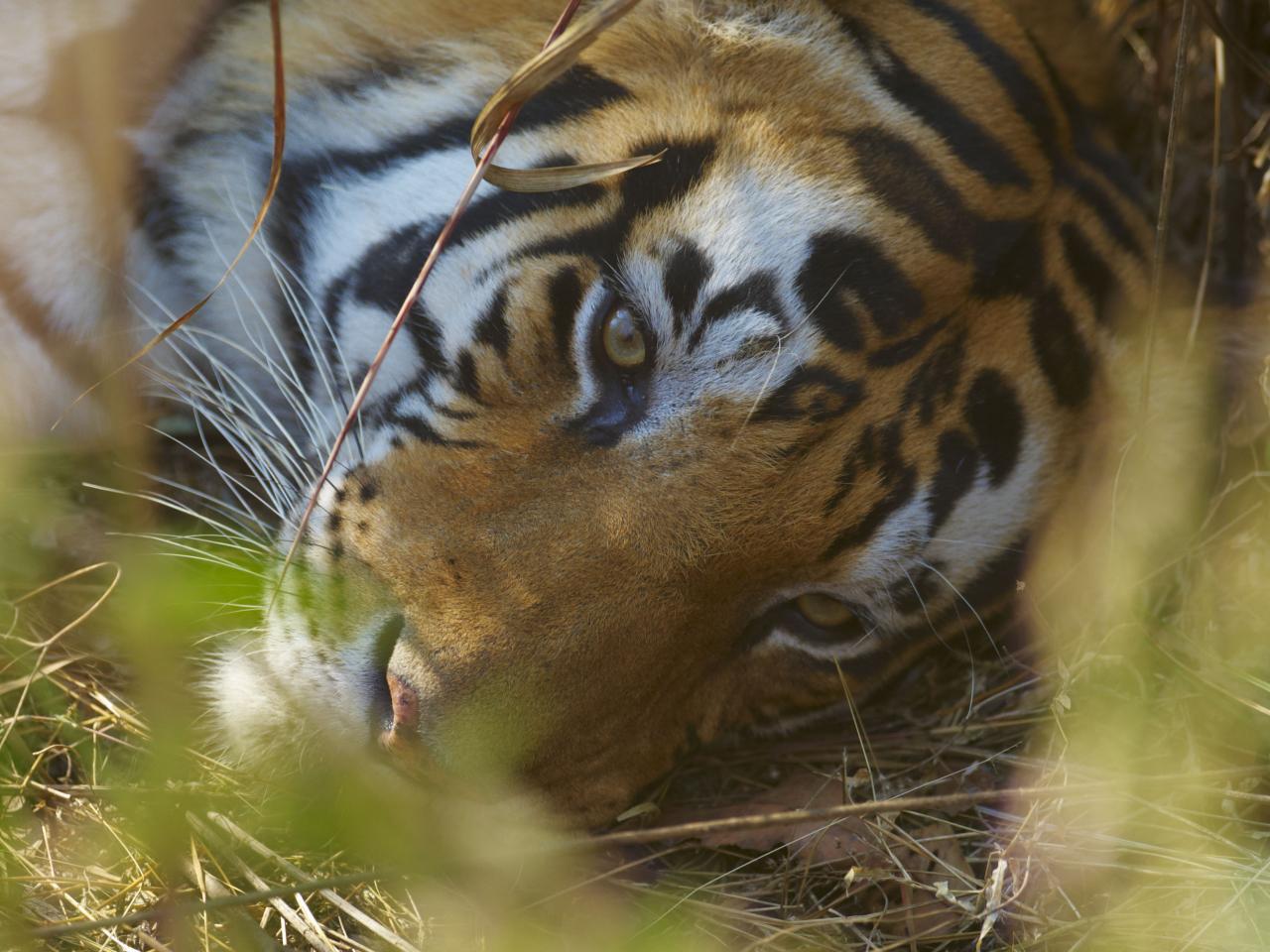 Face of a Bengal Tiger