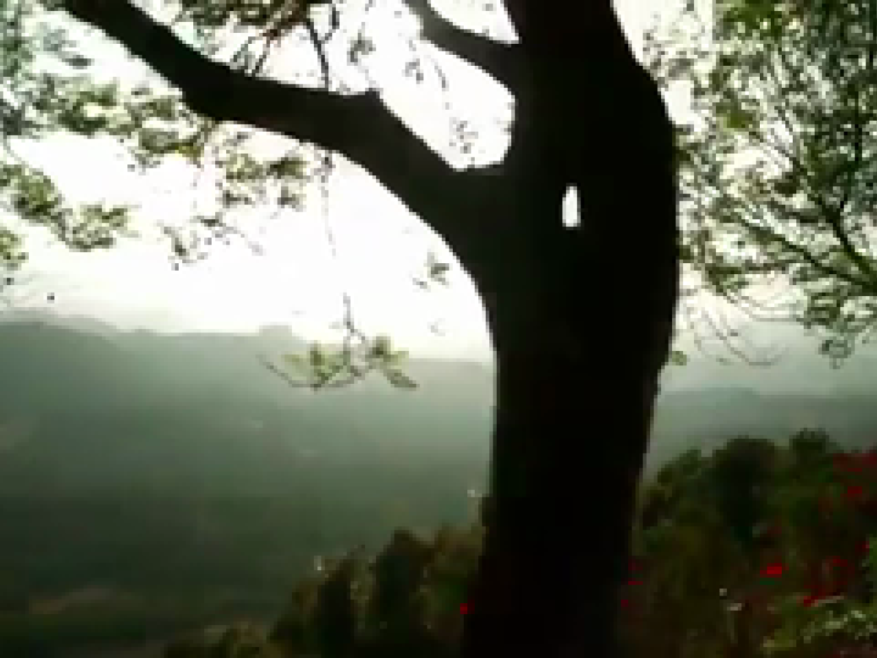 Tree shown.