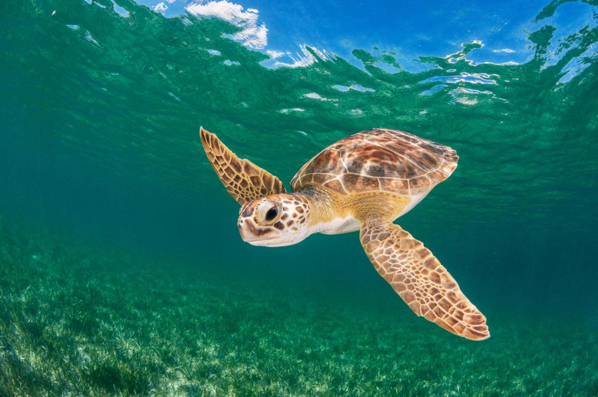 A green turtle swims over her favorite food, seagrass, in Eleuthera, Bahamas. © Shane Gross 