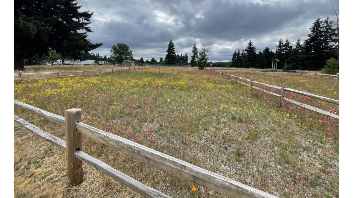 Wildflower plot at Scatter Creek Rest Area in Washington State