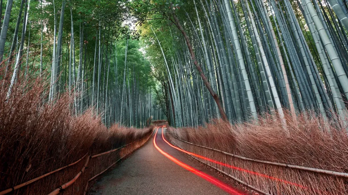 Bamboo forest