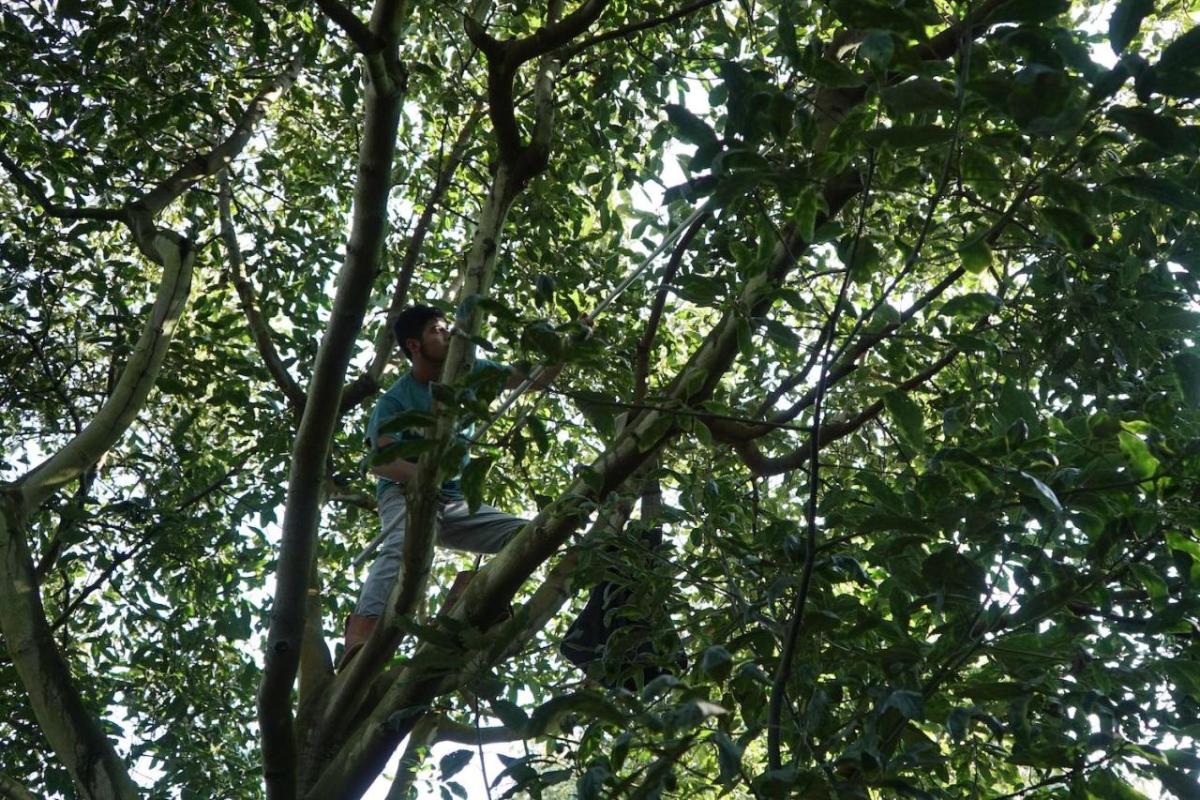 person high up in avocado tree