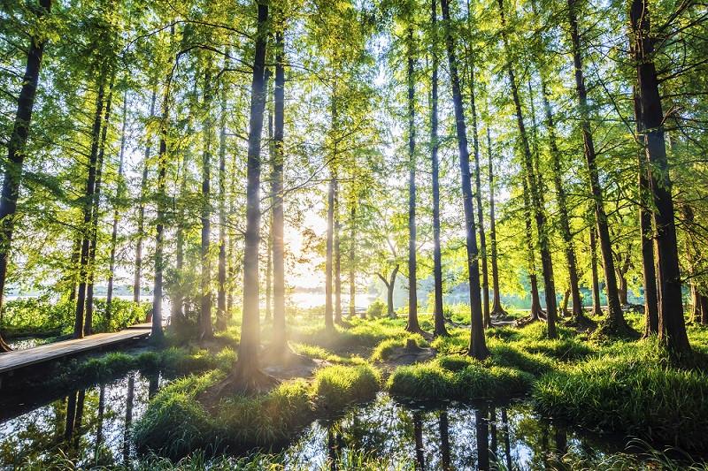 Landscape view of trees in a bog