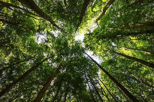 View of a treetop canopy
