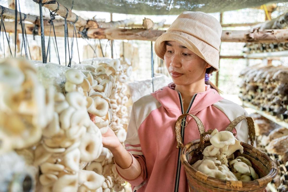 VSLA member Nối showing her mushroom business 