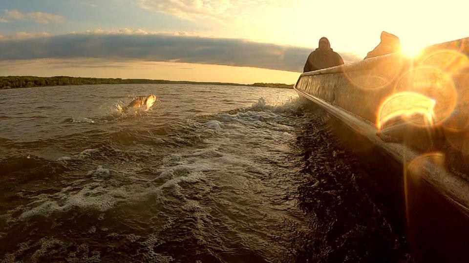 Asian carp jumping out of the water alongside a fishing boat on the Illinois River 