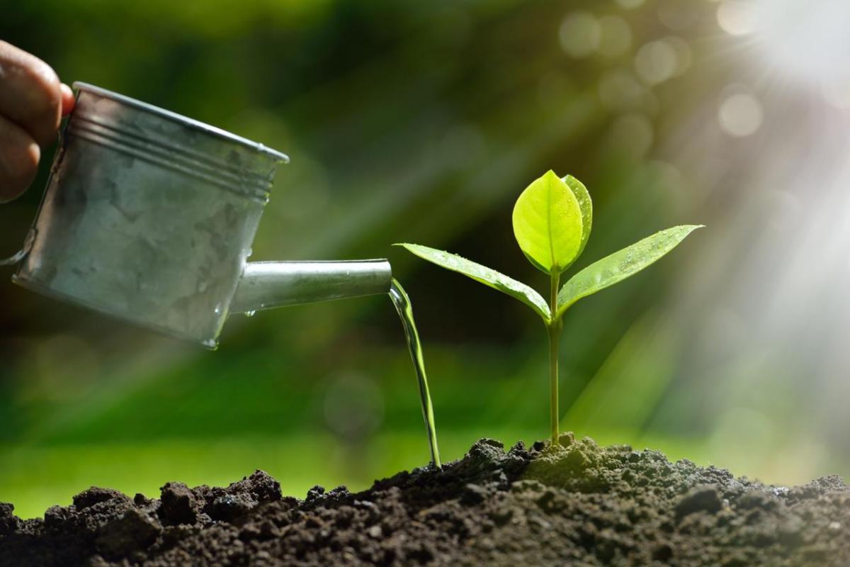 Close up of watering can and sapling
