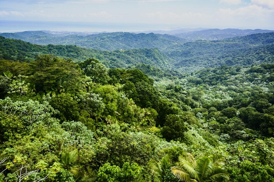 Aerial view of the amazon rainforest