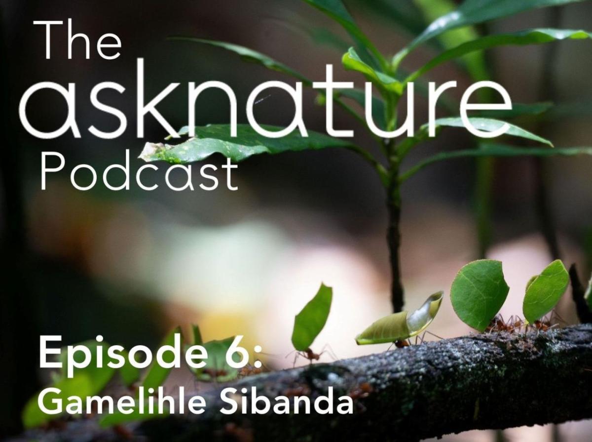 Cover image for AskNature Podcast with ants carrying leaves
