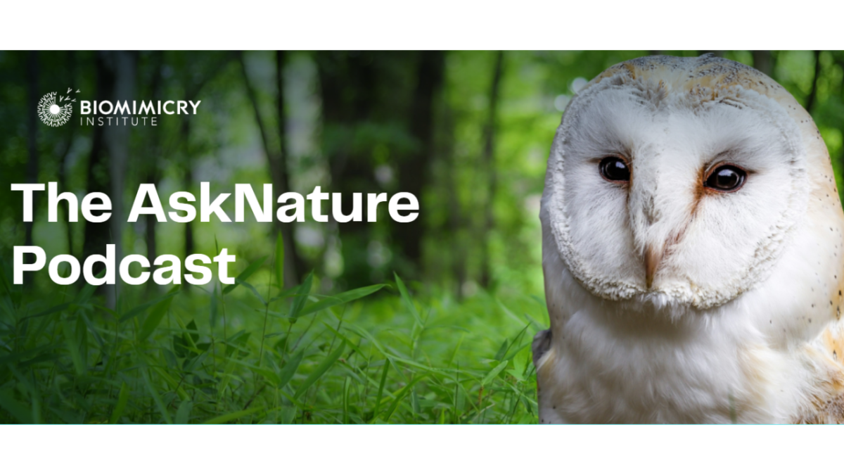 AskNature Podcast Image with owl
