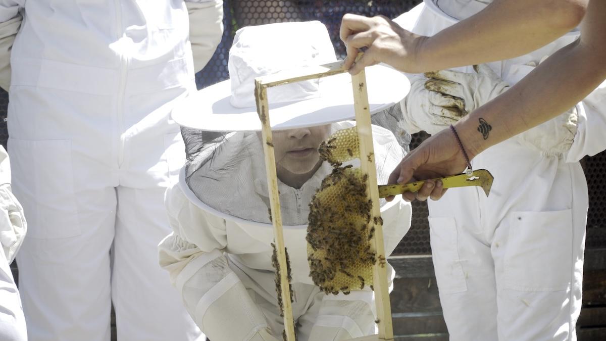 people working with bees
