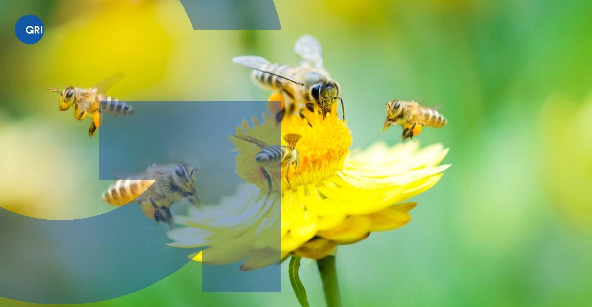 Bees on a flower