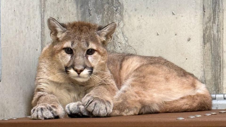 Cougar cub