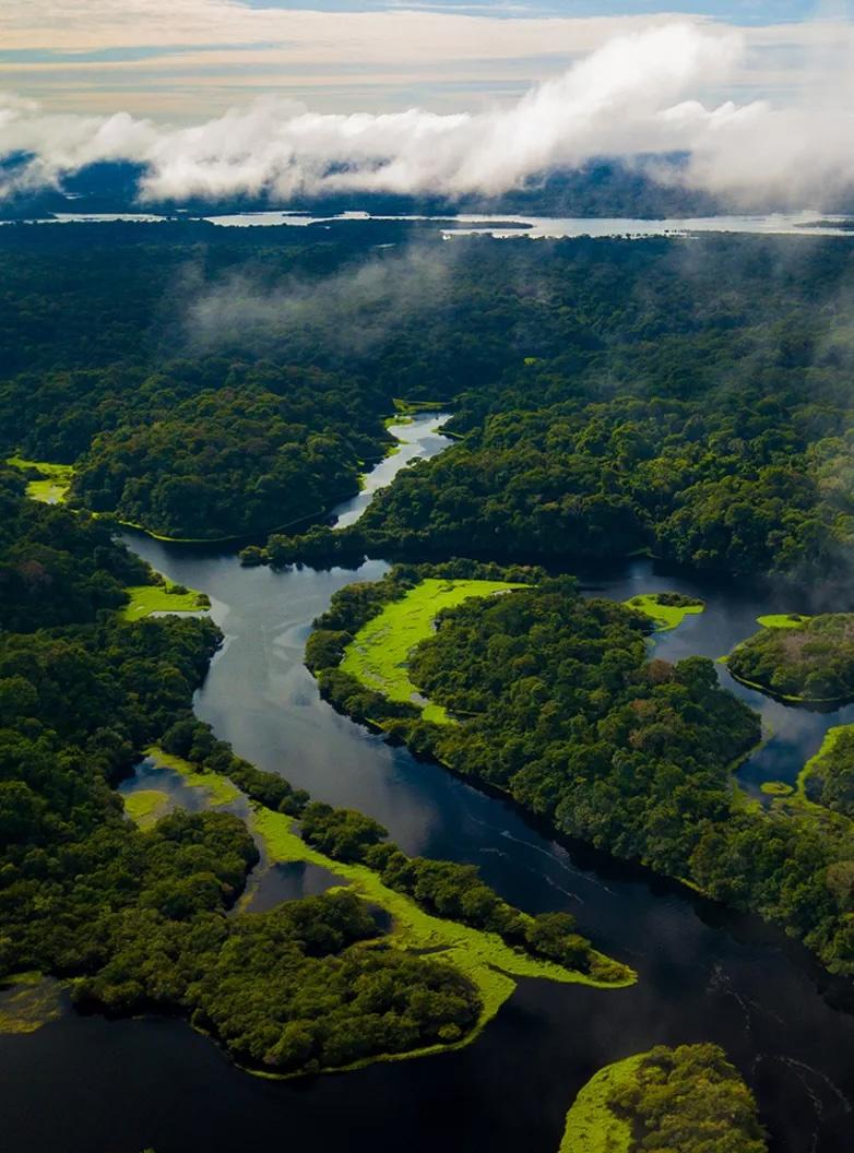 Aerial shot of river flowing through bright green forest