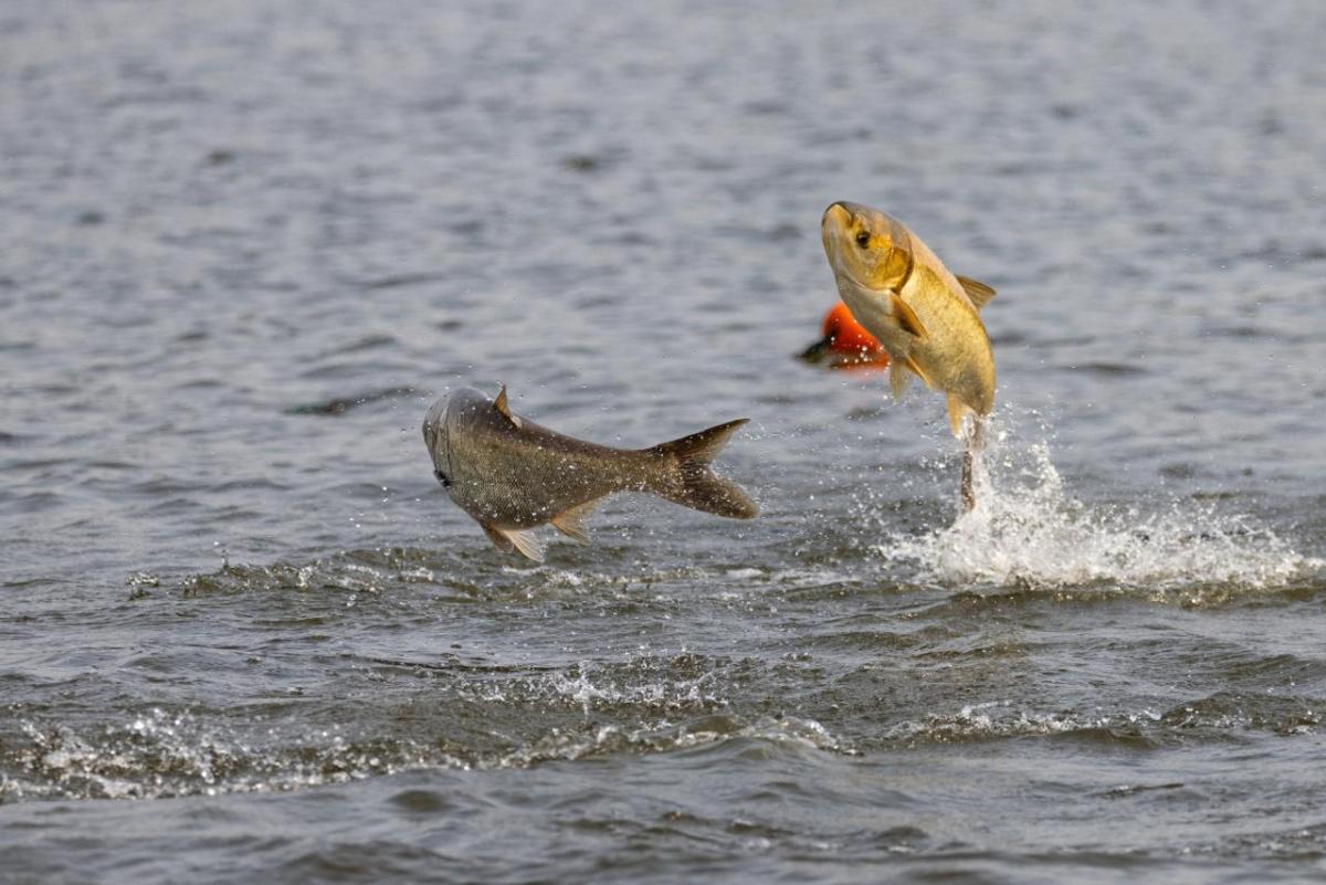 2 invasive silver carp jumping out of the water