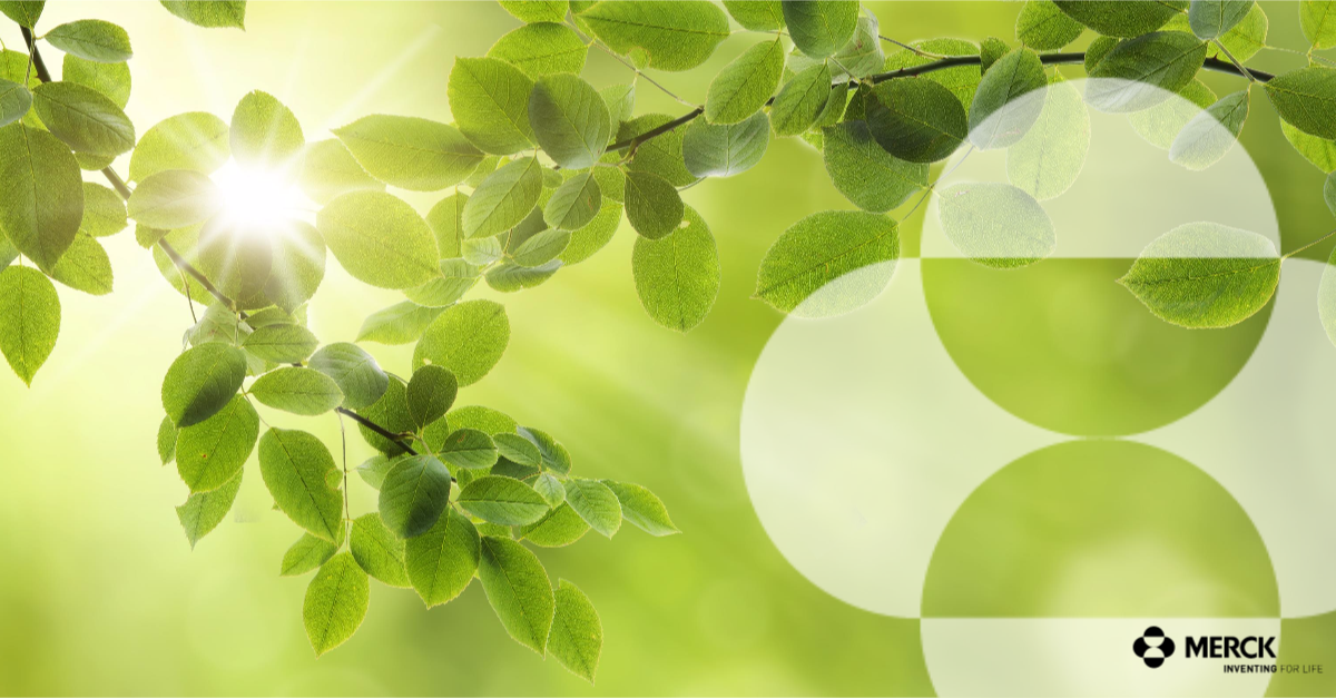 green branches