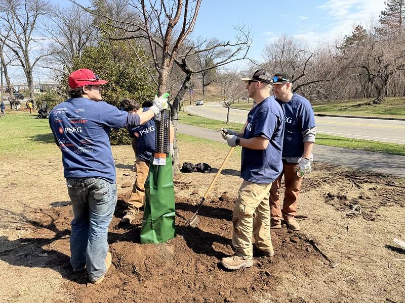 Tree being planted by PSEG employees.