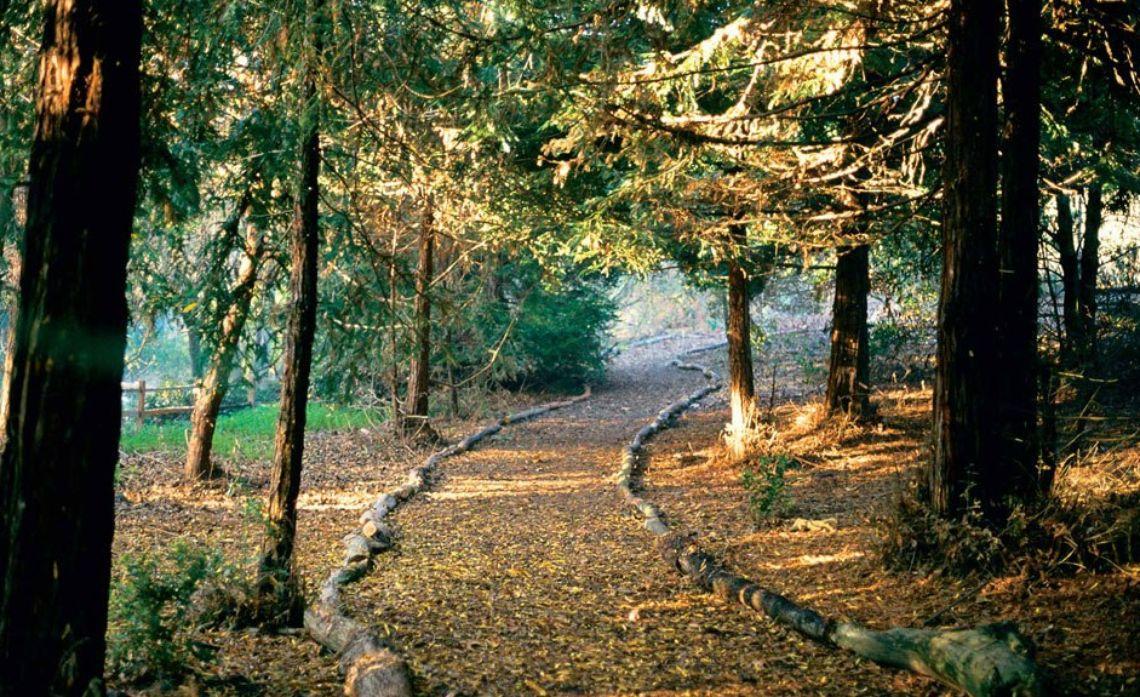 Redwood Forest