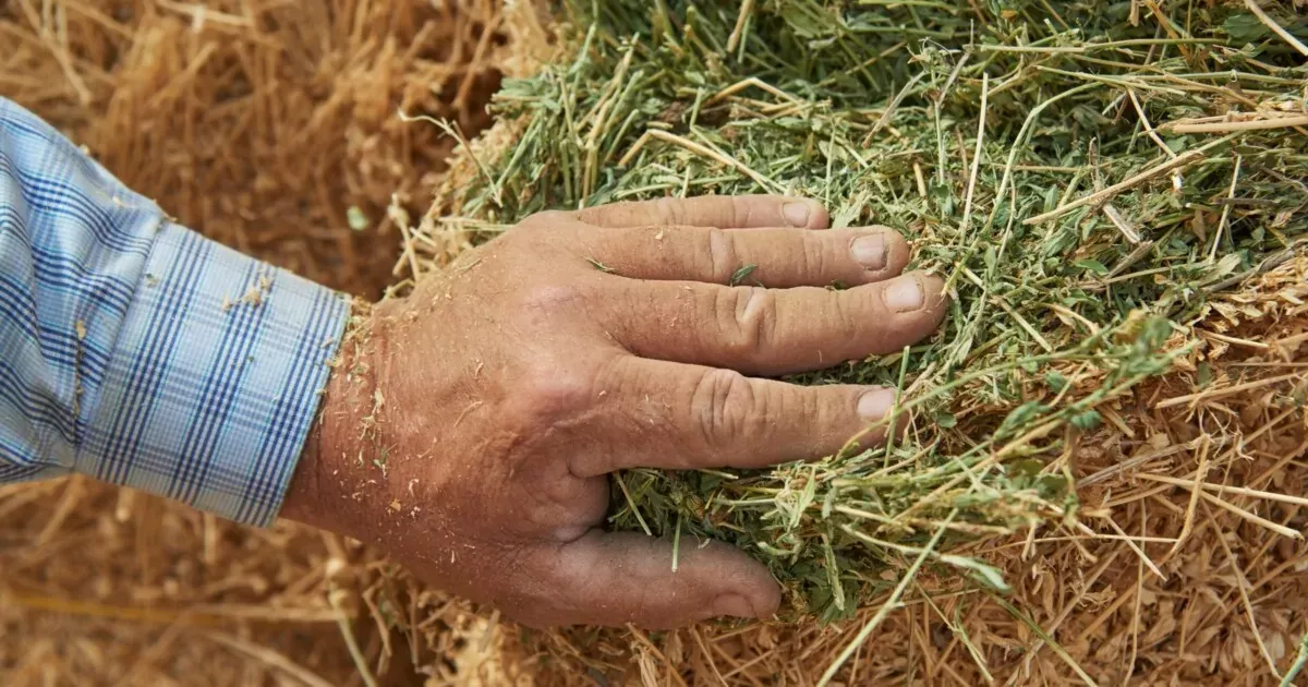A person's hand placed on a bale