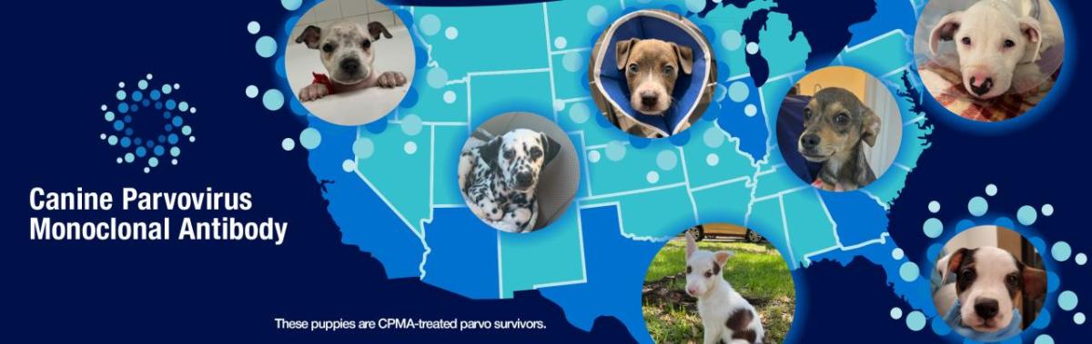 Canine Parvovirus Monoclonal Antibody infographic 