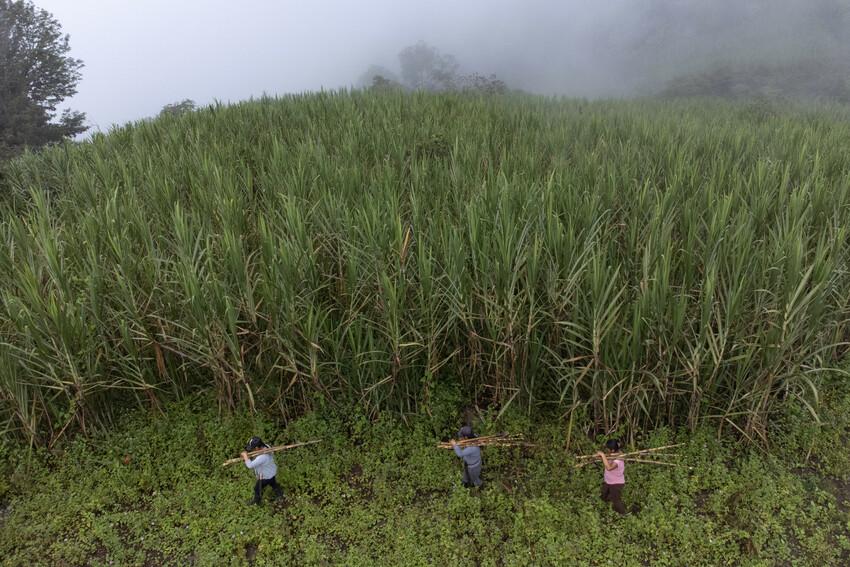 Three workers carry sugarcane through a canefield in Peru.