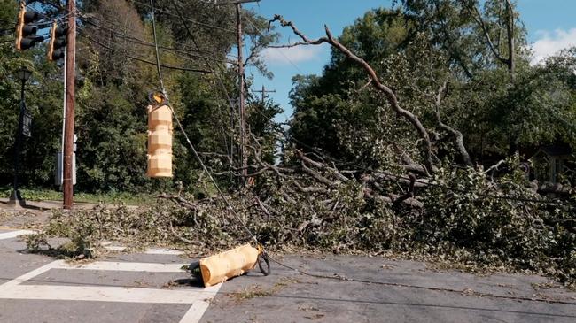 Fallen tree on traffic lights