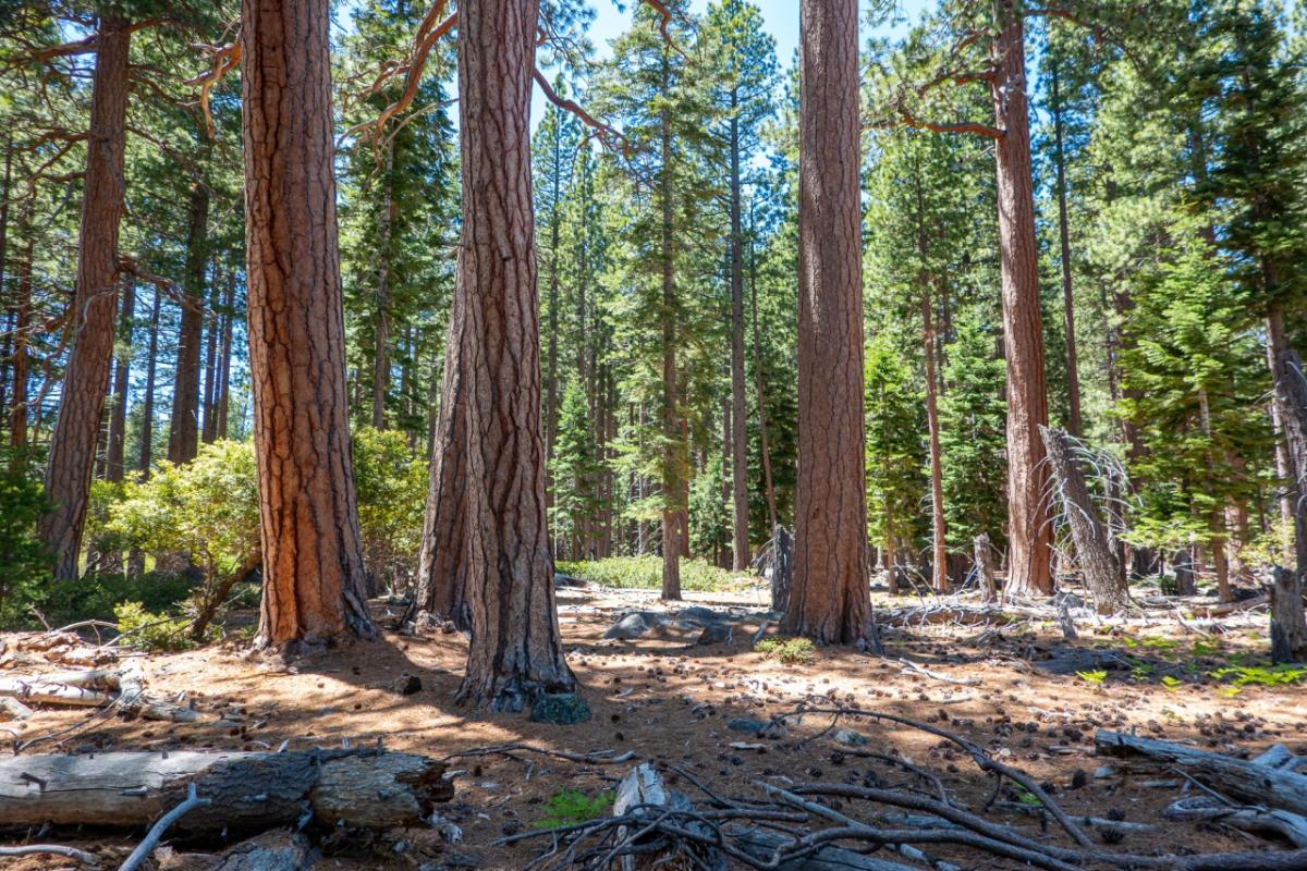 A forest of healthy big trees