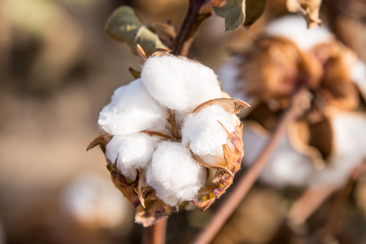 image of cotton plant