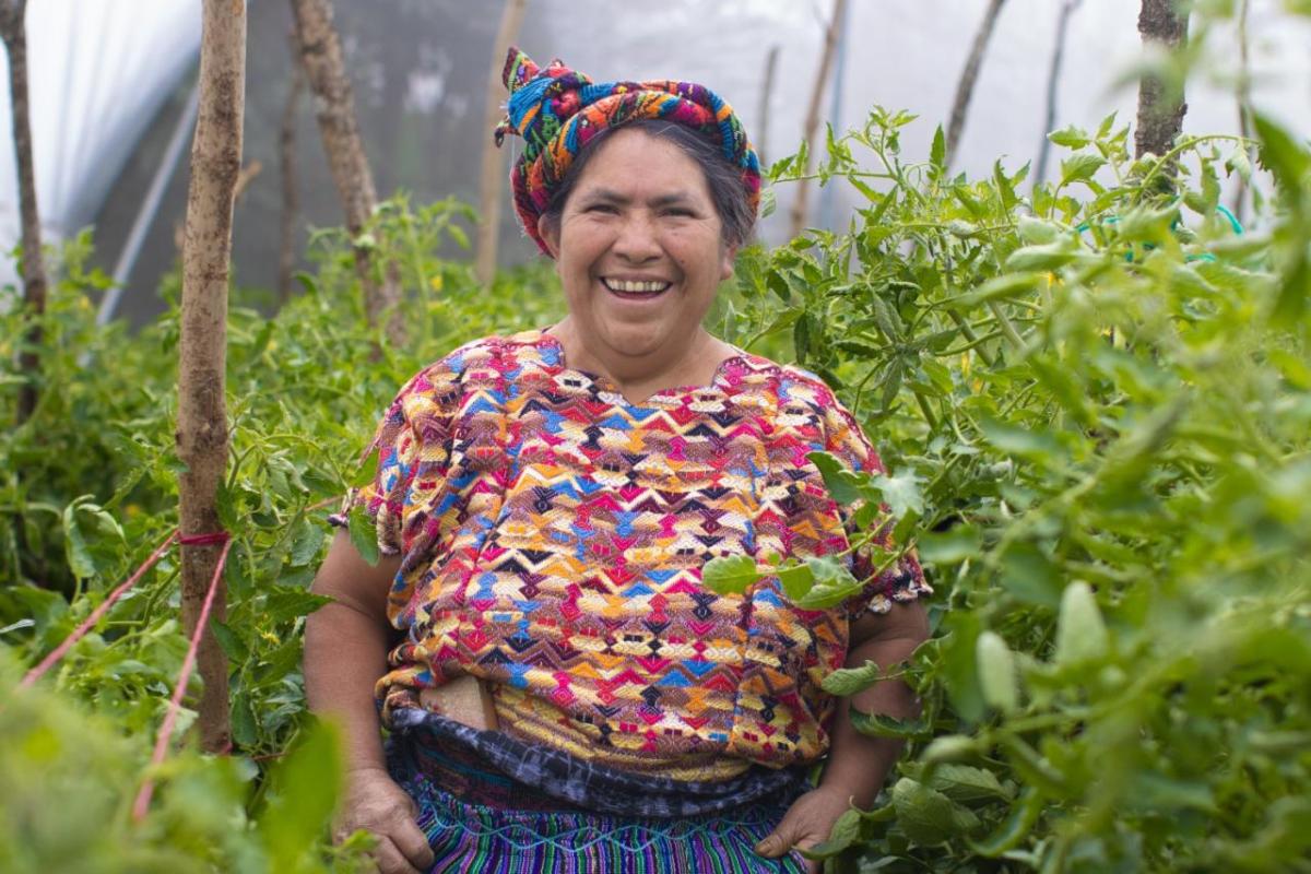 Isabel Cortez, a tomato farmer stands amid tomato plants