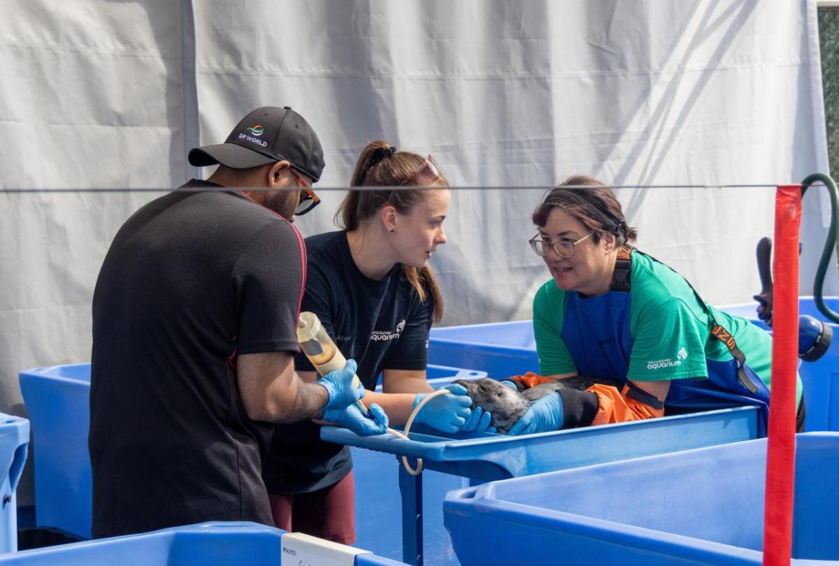 DP World volunteers assisting staff at the Marine Mammal Rescue Centre as they feed and care for an orphaned seal pup in a blue rehabilitation tub.