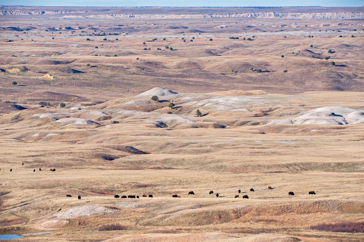A dispersed herd of Plains bison, seen from a high-vantage point. © WWF-US / Clay Bolt