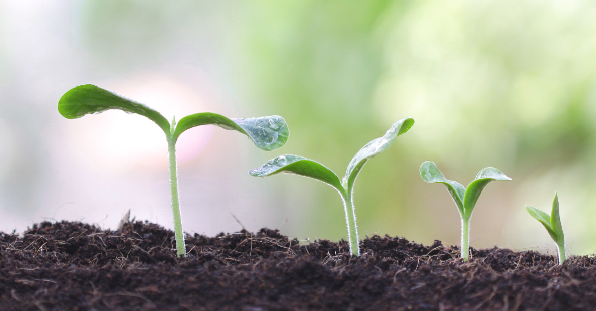 Four small sprouts emerging from soil