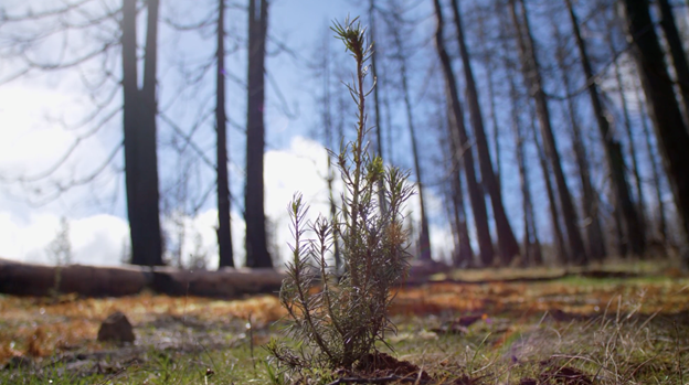 Tree sapling planted in a forest