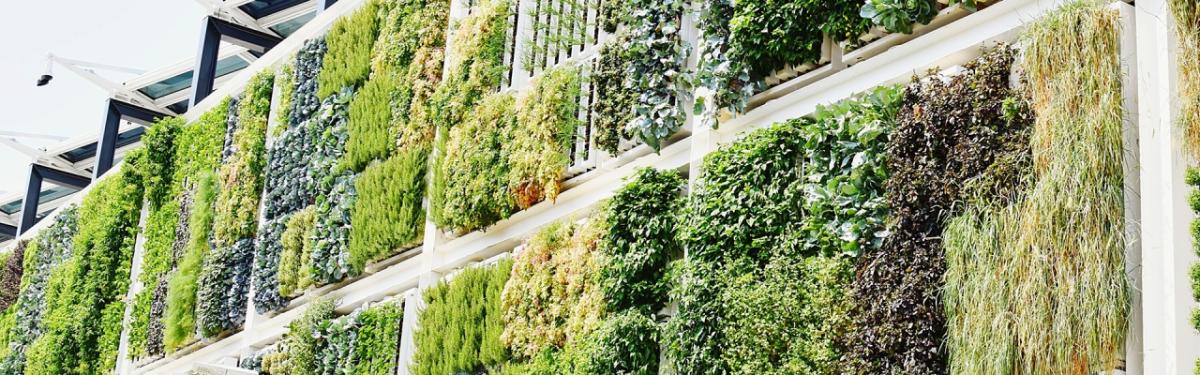 wall of plants