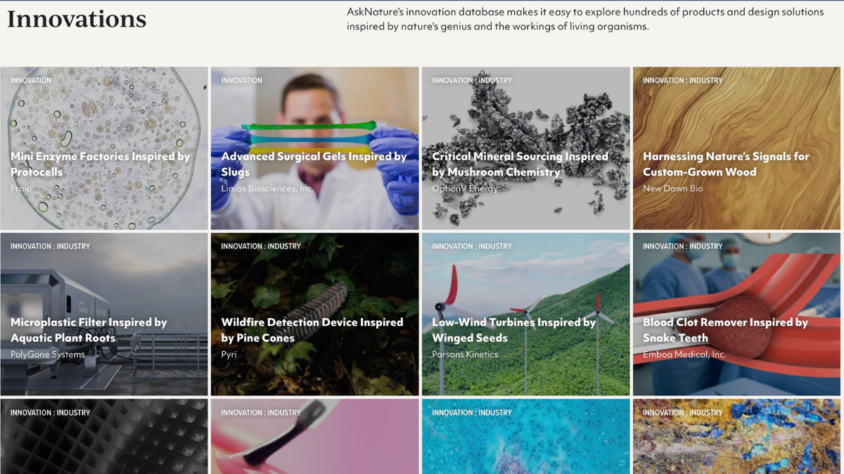 Team names and images from the 2025 Ray of Hope Accelerator