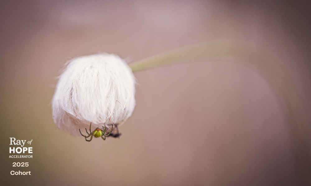 Natural inspiration from the Ray of Hope Accelerator