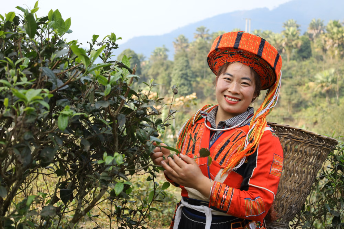 Hung Thi Dang is a tea grower in Vietnam who has opened a tea processing workshop. Image credit: TrangNK / CARE