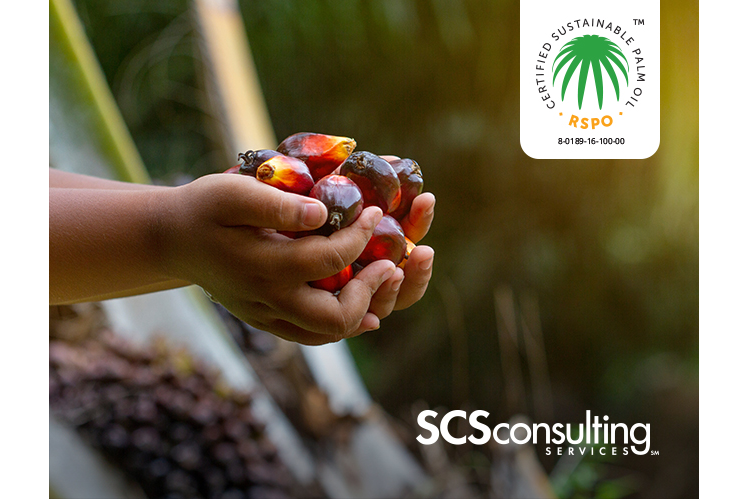 hand holding fruit from palm tree