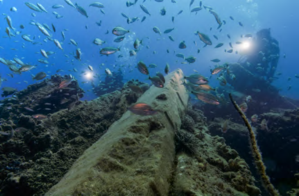 Reef