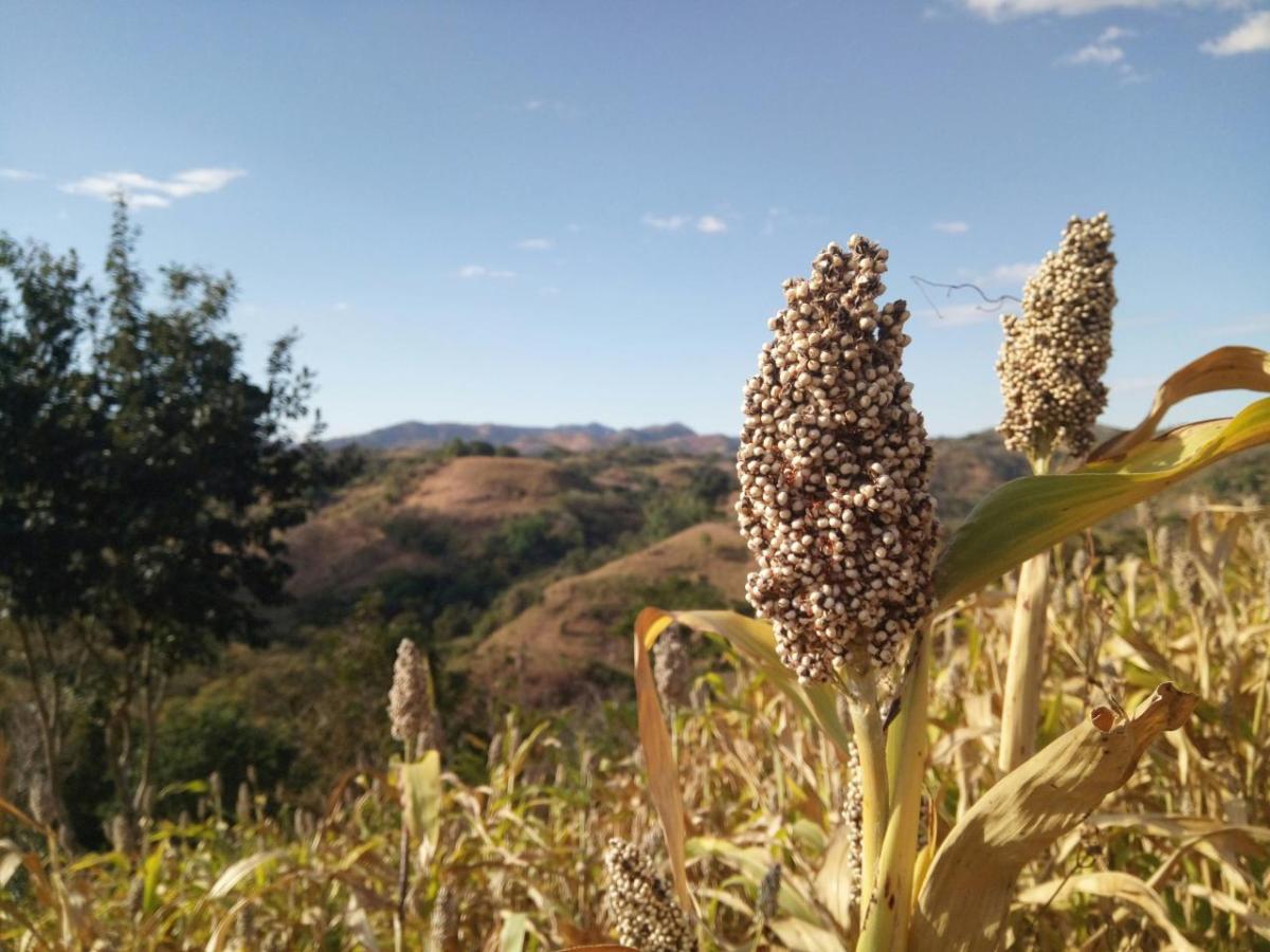 Sorghum growing on a hillside