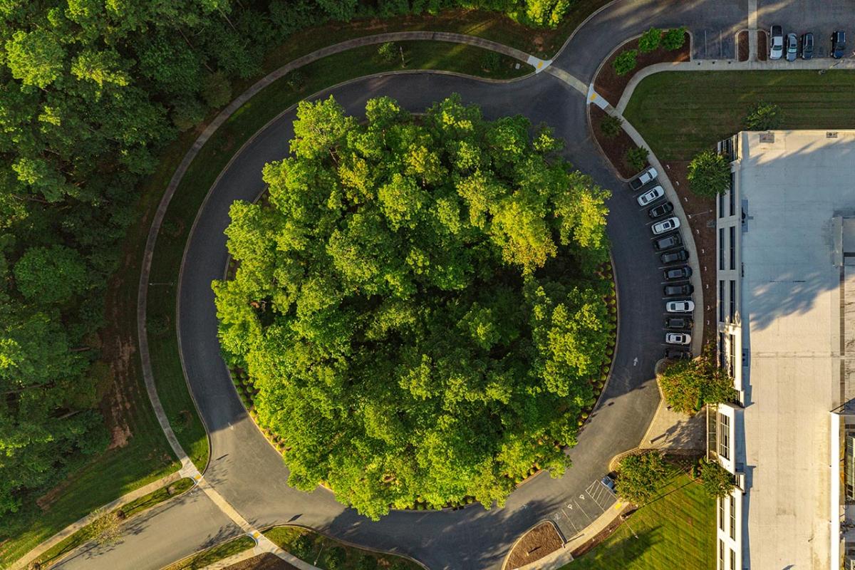 bird's eye view of trees