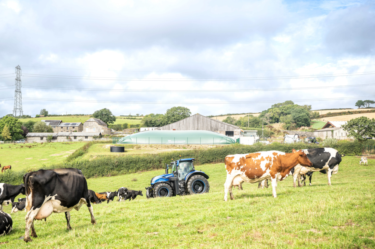Field with cows and a blue tractor