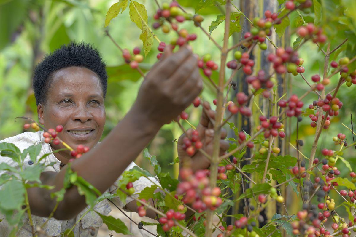 Jaska Oscar, a coffee farmer from Tanzania, picks coffee cherries. 