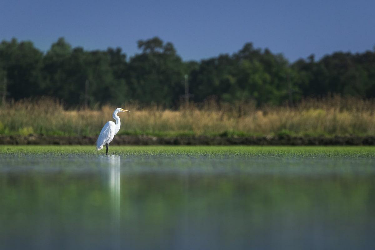 Healthy water systems support more than farms — they support wildlife. This egret is one of many utilizing temporary wetland habitat at this SWIF project along California’s Sacramento River.