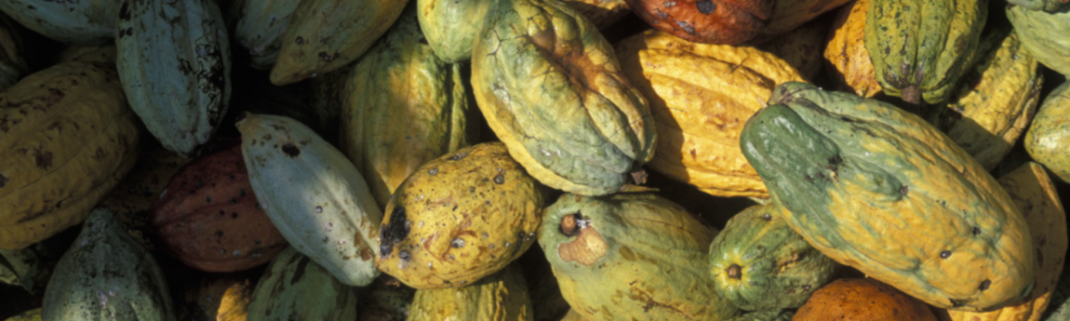 cocoa bean pods